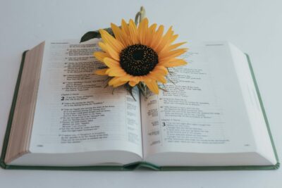 Sunflower in a bible